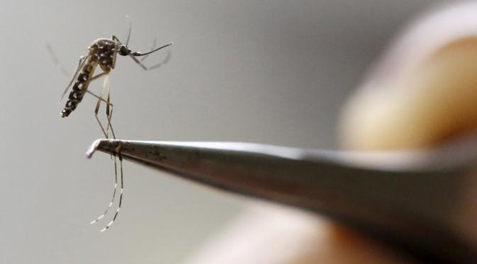 Nyamuk Aedes Aegypti nyamuk terlihat di laboratorium dari Pelatihan dan Penelitian Medis Training Center International (CIDEIM) di Cali, Kolombia (2/2/2016). Nyamuk ini membawa virus Zika yang mengancam kesehatan janin. (REUTERS/Jaime Saldarriaga)