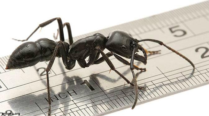 Ribuan semut ditemukan di telinga seorang bocah perempuan asal India berumur 12 tahun