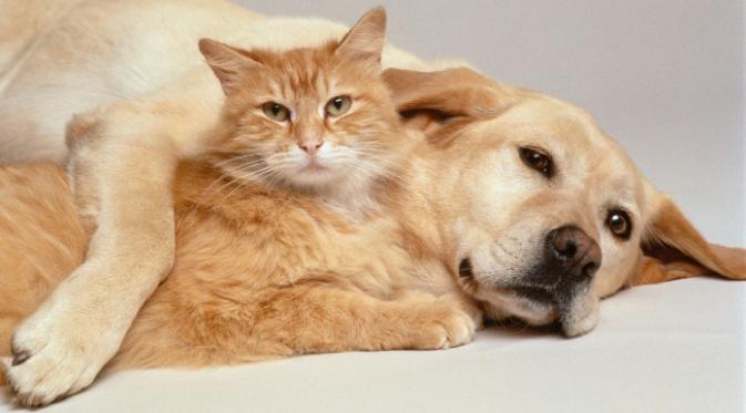 Antara anjing dan kucing, mana yang lebih sayang dengan Anda? Penelitian ini membuktikannya.