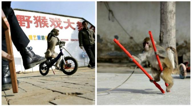 Sekelompok monyet telah terlatih untuk unjuk ketrampilan menyambut Tahun Monyet Api. (Sumber NetEase via Shanghaiist.com)