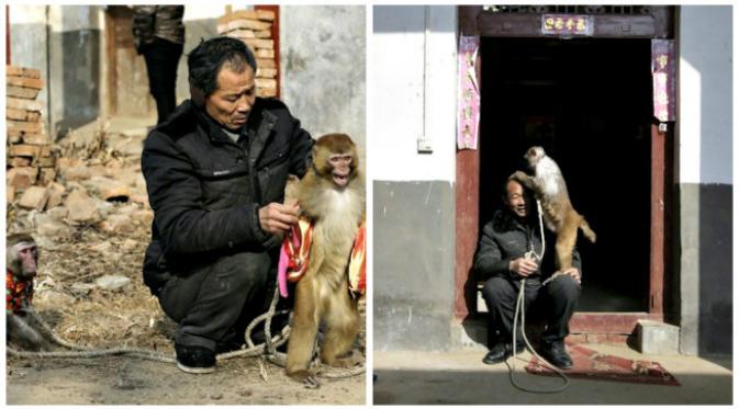 Sekelompok monyet telah terlatih untuk unjuk ketrampilan menyambut Tahun Monyet Api. (Sumber NetEase via Shanghaiist.com)