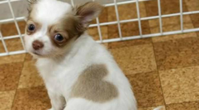  Lahir di Odate, Jepang bagian utara, anjing berjenis Chihuahua ini lahir pada Mei 2008 dengan tanda bergambar hati pada tubuhnya. (Oddee.com)