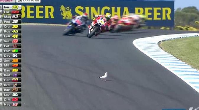 Burung camar ini sedang berjalan di tengah lintasan arena balap MotoGP di Philip Island, hewan ini pun tertabrak motor Ducati yang dikendarai pembalap Andrea Iannone. 