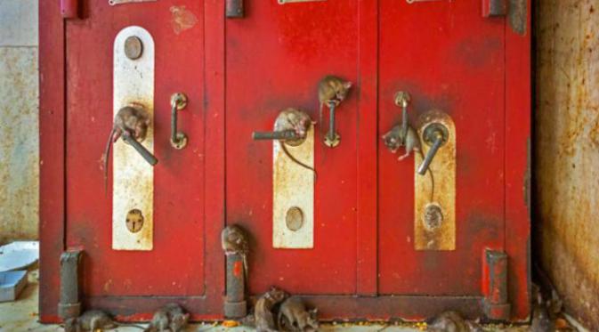Kuil yang terletak di gurun Rajasthan ini adalah rumah bagi 2.000 tikus hitam yang bebas berkeliaran.(BBC.com)