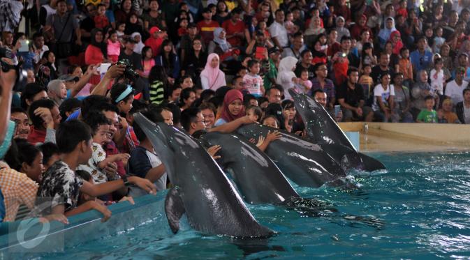 Pengunjung memegang empat ekor lumba-lumba di kawasan wisata Ancol, Jakarta, Senin (8/2). Dalam rangka liburan Imlek, Ancol menampilkan pertunjukan lumba-lumba berkolaborasi dengan barongsai untuk menghibur wisatawan. (Liputan6.com/JohanTallo)