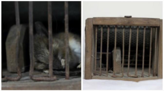 Museum di kota Reading, Inggris, masih berpikir tentang nasib bangkai tikus yang terjebak dalam pajangan museum. (Sumber blogs.reading.ac.uk via CBC)