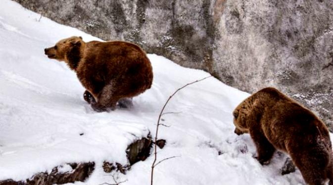 Dua ekor beruang coklat di Kebun Binatang Helsinki keluar lebih awal dari masa hibernasi. (Sumber Yle)