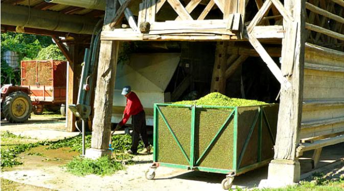 Kawasan sekitar kota Zalec di Slovenia merupakan daerah penghasil hop, bahan pembuatan bir. (Sumber Wikipedia via Telegraph)