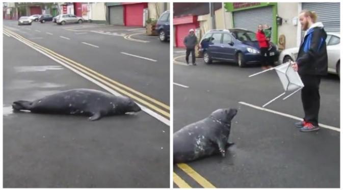 Anjing laut itu berkunjung setiap hari ke suatu restoran makanan laut di kota, dengan cara merangkak menyeberang jalan raya.