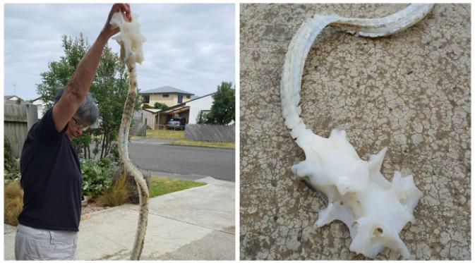 Wanita Selandia Baru ini menemukan kerangka mahluk misterius terombang-ambing di pantai Waitatere. (Sumber akun Facebook milik Maria Lombard)