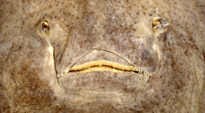 Kerangka ikan pari ini terombang-ambing di lepas pantai dan dikira kerangka naga. (Sumber Clinton Duffy via Auckland Museum)