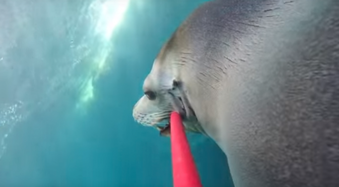 Gunakan tongsis, singa laut ini merekam kegiatannya berenang di Aquarium of the Pasific, Long Beach, California. (Youtube)