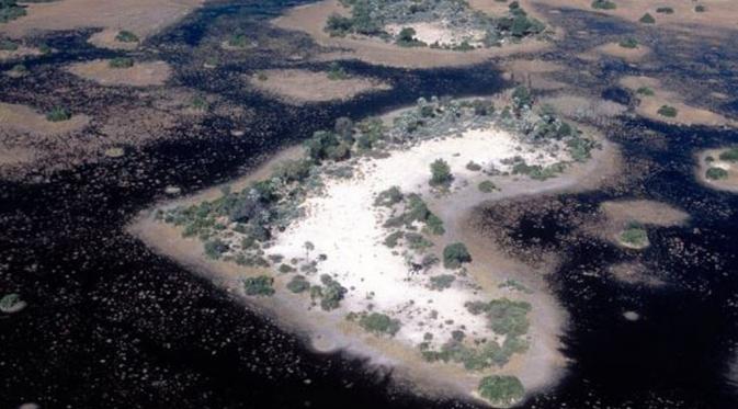 Pulau bentuk hati di Delta Okavango, Bostwana. (Via: telegraph.co.uk)