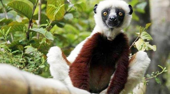 Sebelum nenek moyang dari Indonesia tiba, Madagaskar hanya dihuni lemur (Reuters)