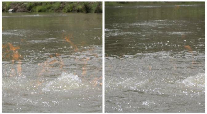 Jilatan api menyambar gelembung-gelembung gas di sungai Condamine di Australia. (Sumber laman Facebook milik John Jenkyn)