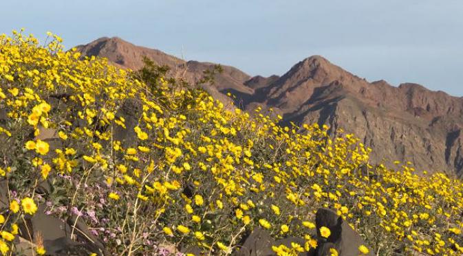 Bunga yang mungkin memenuhi Taman Nasional Death Valley, Califronia. (Death Valley NP/Youtube)