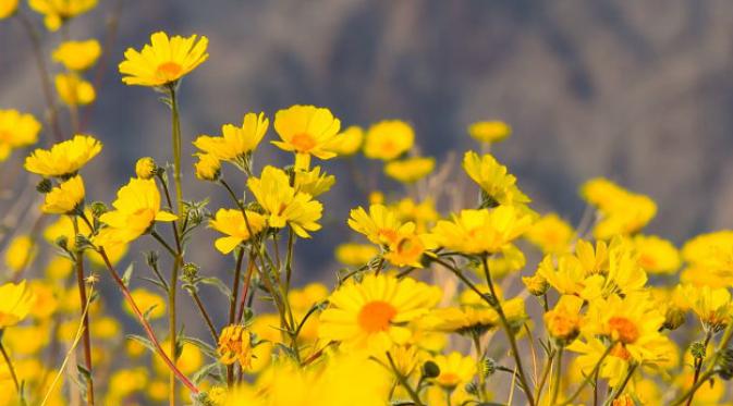 Bunga yang mungkin memenuhi Taman Nasional Death Valley, Califronia. (Death Valley NP/Youtube)