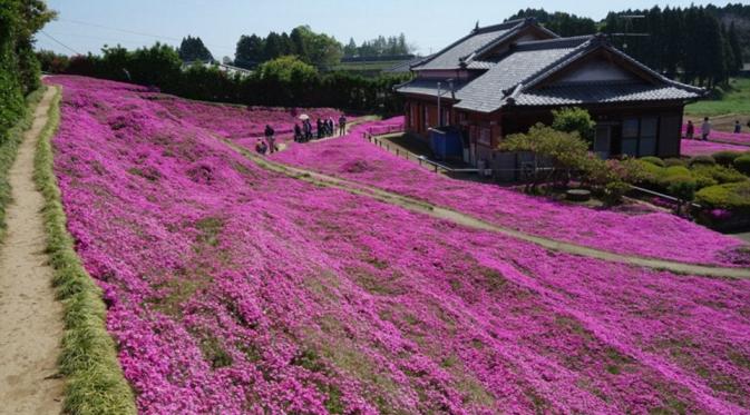 Taman bunga yang diciptakan Toshiyuki untuk sang istri Yasuko Kuroki (Shintomicho Office Government)