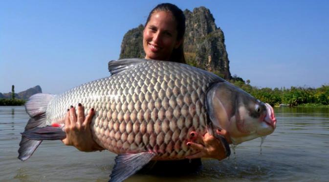 Di sebuah danau kecil di Thailand, para pengunjung disuguhkan dengan beberapa spesimen ikan yang memiliki berat 90,7 kilogram.(Facebook JurassicMountainResort)