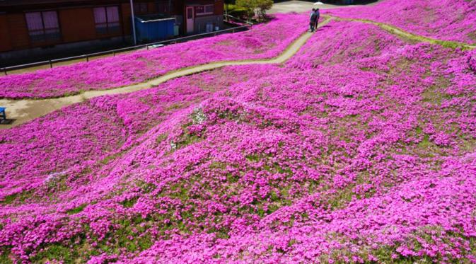 Kebun bunga buatan kakek Kuroki. (Via: boredpanda.com)