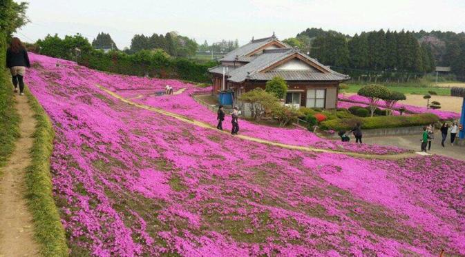 Banyak orang ingin menyaksikan keindahan taman bunga buatan kakek Kuroki. (Via: boredpanda.com)