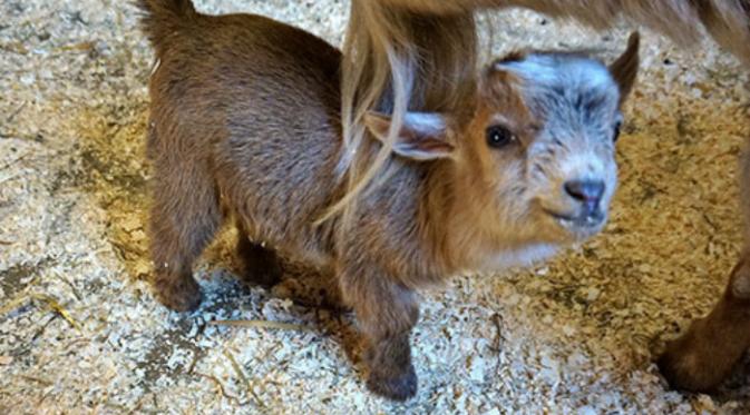 Lahir dari sang ibu bernama Leia, anak kambing yang diberi nama Chewbacca  ini memiliki berat 4 pon atau sekitar 2 kilogram.(Huffingtonpost.com)
