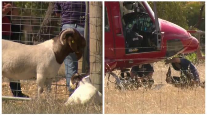 Seekor kambing yang marah dengan pendaratan helikopter kedaruratan di South Australia menanduk jendela helikopter tersebut. (Sumber video 9news.com.au)