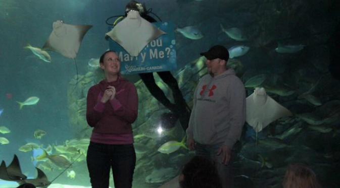 Dalam situs sosial media Reddit, sang tunangan McYay menceritakan pengalamannya saat dilamar di depan para pengunjung yang tengah menyaksikan atraksi puluhan ribu jenis ikan yang ada di dalam akuarium.(News.com.au)
