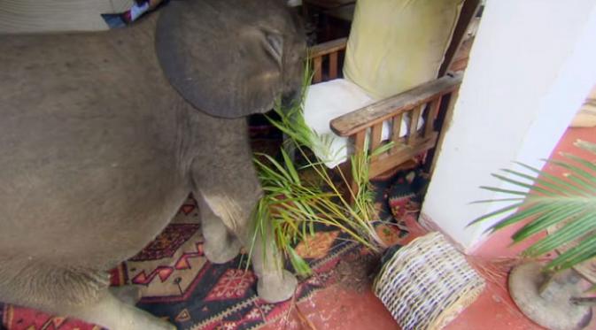 Moyo, bayi Gajah Afrika ketika ia mengacau tanaman Roxy, pemilik karantina 