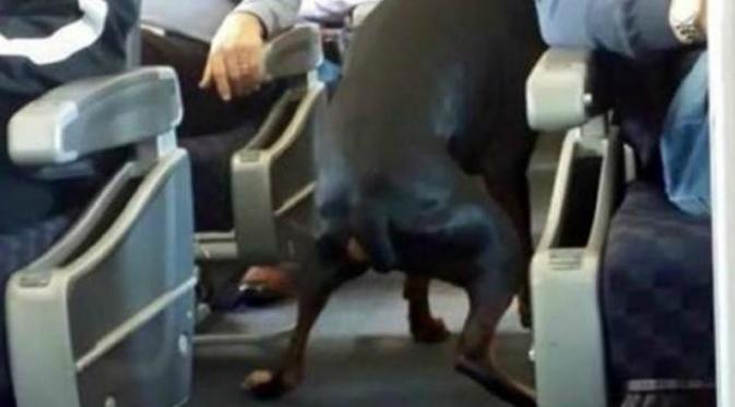 Anjing buang air besar di pesawat? Bagaimana hal ini bisa terjadi? (Foto: PassangerShaming.com)