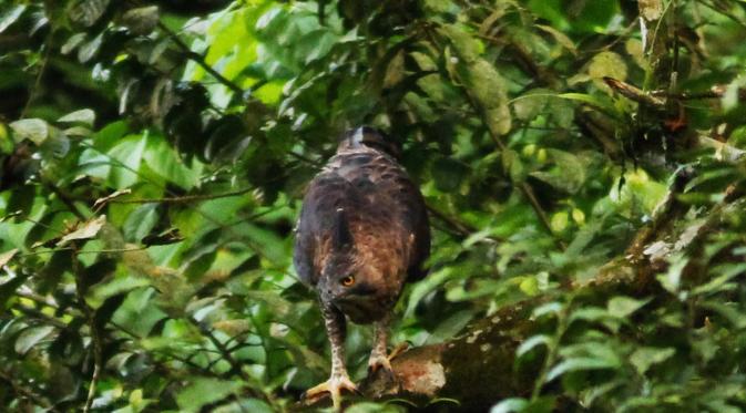 Garuda atau elang jawa di Taman Nasional Gunung Merapi-Merbabu, Magelang, Jawa Tengah. (Irwan Yuniatmoko/Balai TNGM)