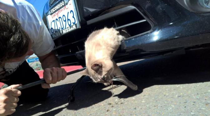 Seekor kucing terjebak di bumper depan sebuah mobil dan baru ketahuan setelah mobil berjalan 13 kilometer.