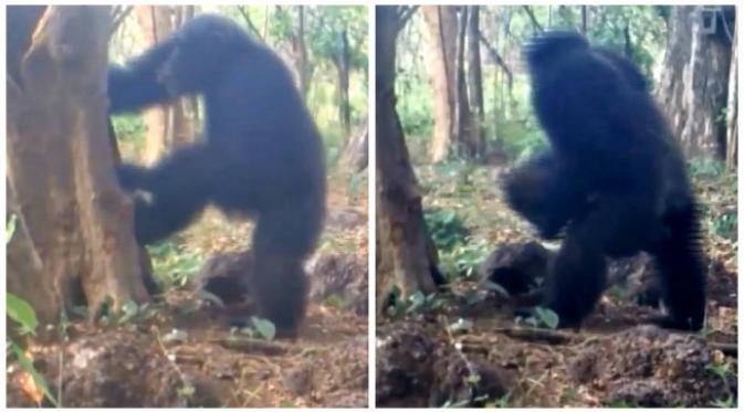 Sebuah rekaman video penelitian menangkap kejadian sekelompok simpanse melakukan gerakan-gerakan seperti sedang melakukan ritual. (Sumber video PanAf)