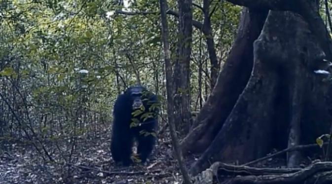 Sebuah rekaman video penelitian menangkap kejadian sekelompok simpanse melakukan gerakan-gerakan seperti sedang melakukan ritual. (Sumber video PanAf)