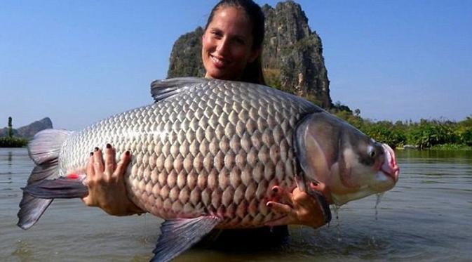 Ikan berukuran super besar di 'danau rahasia', Thailand. (Jurassic Mountain Resort & Fishing Park)