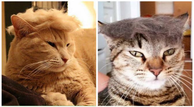 Kaum iseng di internet unjuk kebolehan menciptakan foto-foto kucing peniru Donald Trump. (Sumber palmbeachpost.com)