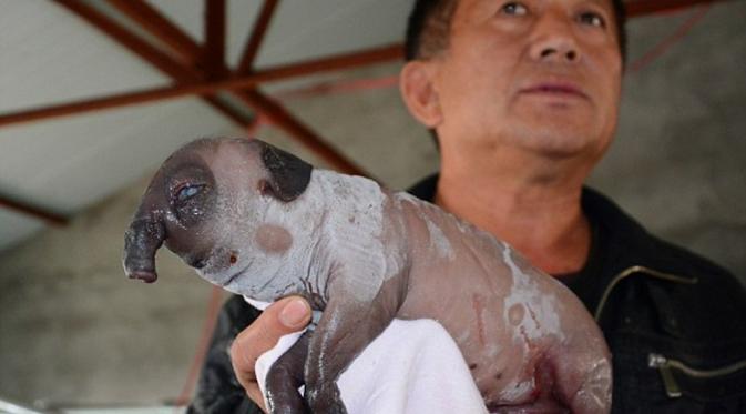 Bayi babi dengan belalai di Tiongkok tahun 2014. (Getty Images)