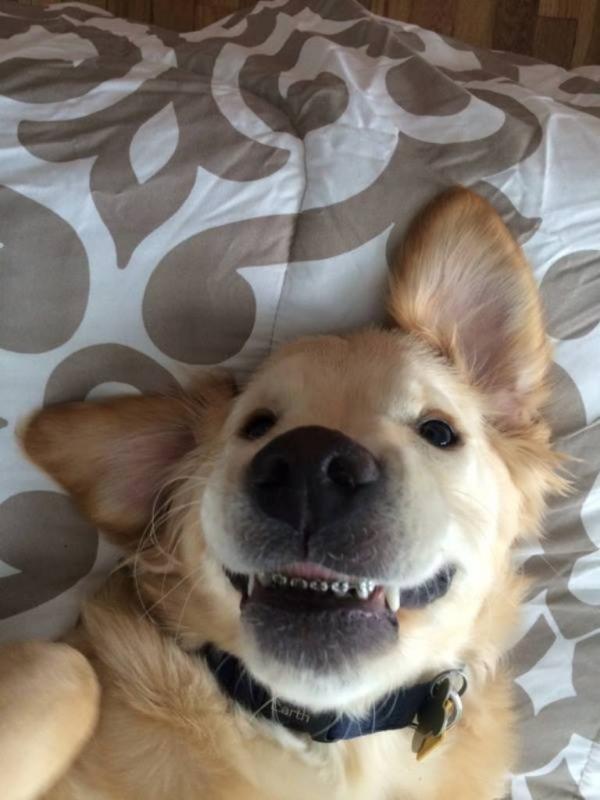 Nggak bisa menutup mulut dengan sempurna, Wesley dipasangi kawat gigi. (Via: facebook.com/Harborfront-Hospital-for-Animals)