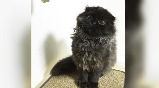 Gimo merupakan kucing dengan ras Scottish Fold (Foto: instagram 1room1cat).