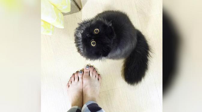 Kucing berbulu hitam yang menggemaskan (Foto: instagram 1room1cat).
