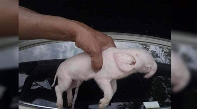 Anak babi itu mengidap cacat fisik yang cukup parah dan tidak bisa membuka matanya. (inquisitr)