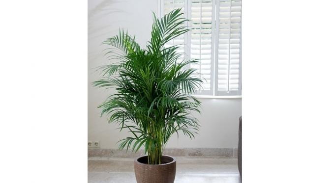  Areca Palm (sumber. brightside.me)
