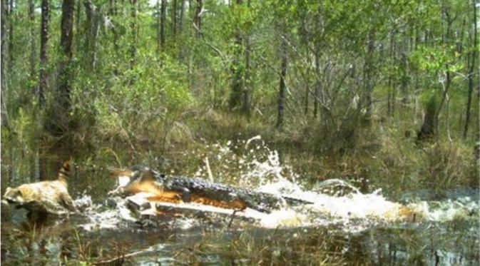 Buaya sedang berusaha memangsa rakun (Foto: Florida Fish and  Wildlife Conservation Comission).