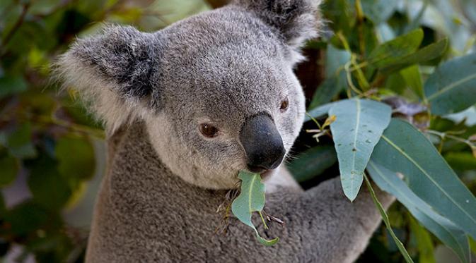 Koala. (animals.sandiegozoo.org)