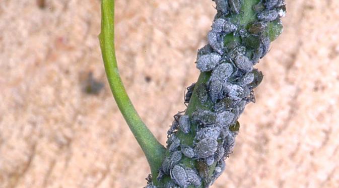 Cabbage aphids (Brevicoryne brassicae) atau kutu kubis (Wikipedia)
