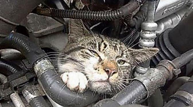 Paws, anak kucing mungil yang terjebak di dalam mesin mobil Andrew Higgins. (Via: Mirror.co.uk)