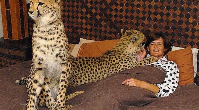 Riana Van Nieuwenhuizen berbagi ruang di rumahnya di Afrika Selatan dengan dua ekor cheetah. (John Lienberg/Barcorf Media)