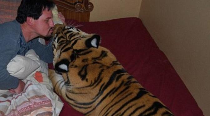 Enzo, harimau benggala yang hidup dengan Michael Jamison di sebuah rumah di Afrika Selatan. (Matthew Tobaccos/Barcroft Medi)