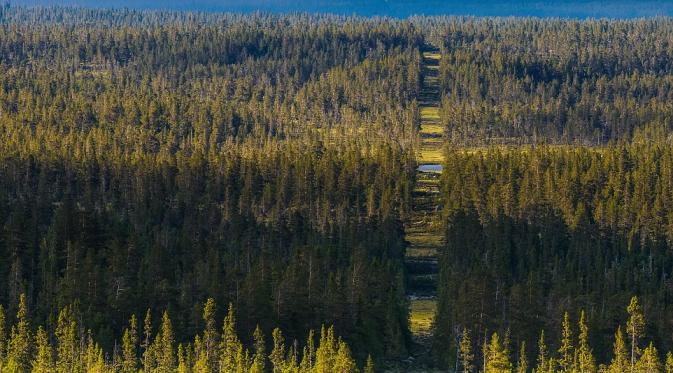 Pepohonan yang ditebang jadi perbatasan antara Norwegia dan Swedia di Dalarna, Swedia. (Via: dailymail.co.uk)