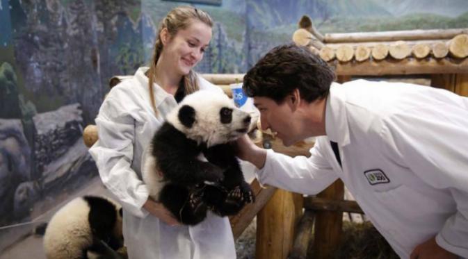 2 ekor anak panda lucu dan menggemaskan lahir di Kebun Binatang Toronto, Kanada.(Shanghaiist.com)